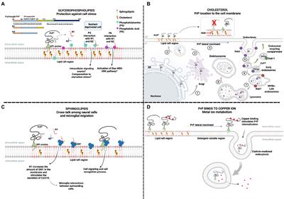 What is the role of lipids in prion conversion and disease?